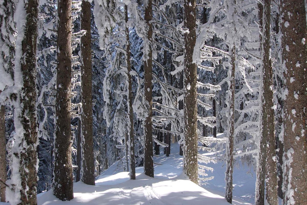Forêt givrée